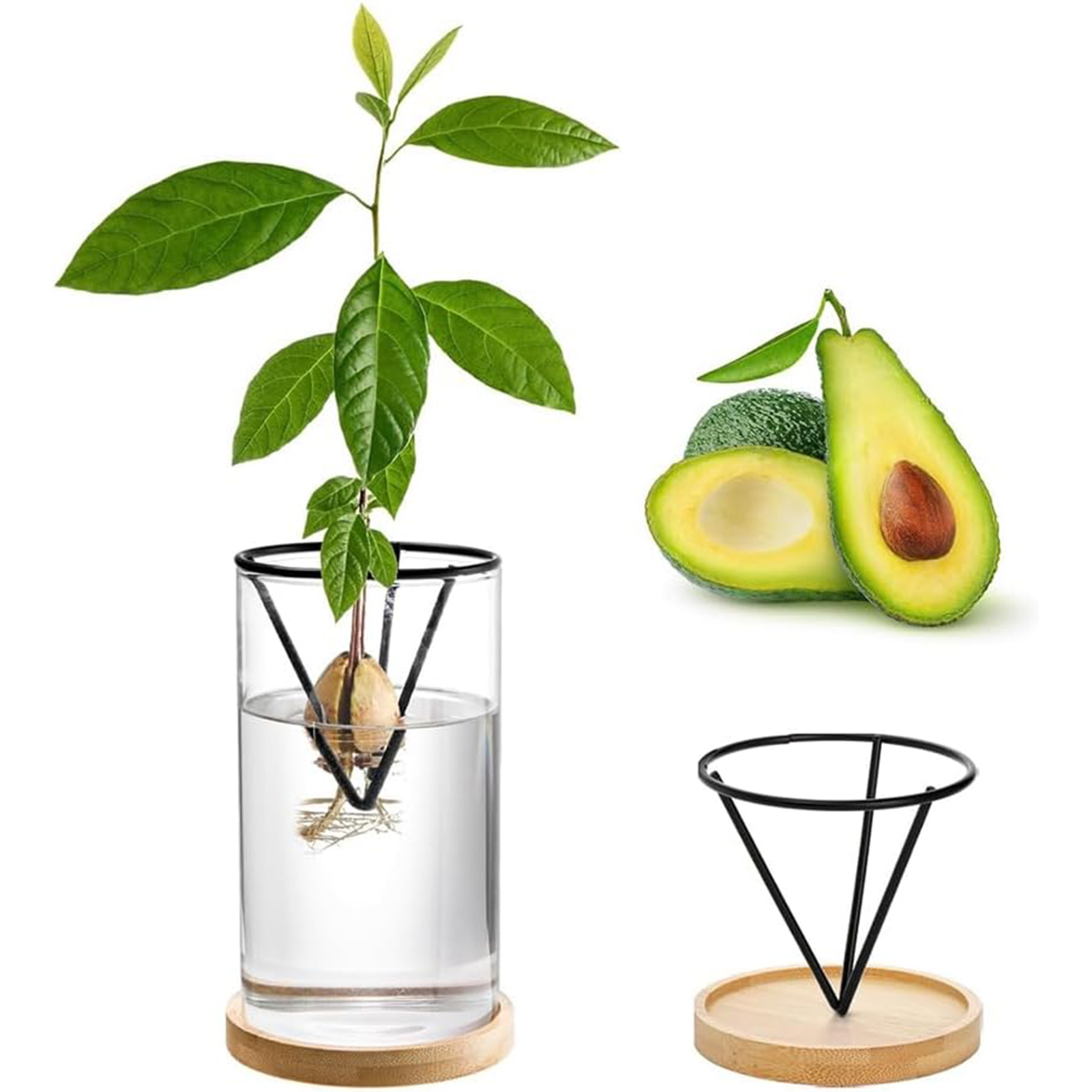 1Set Avocado Tree Growing Kits - đánh giá và giá Crystal Growing Kit