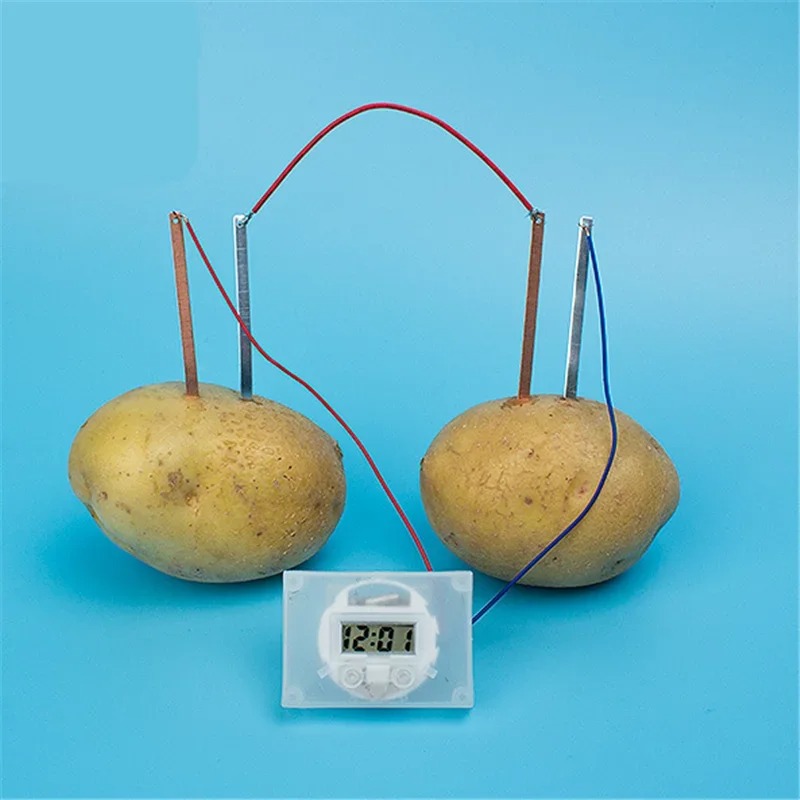 New Kid Montessori Toy Fruit P - đánh giá và giá Science Nature