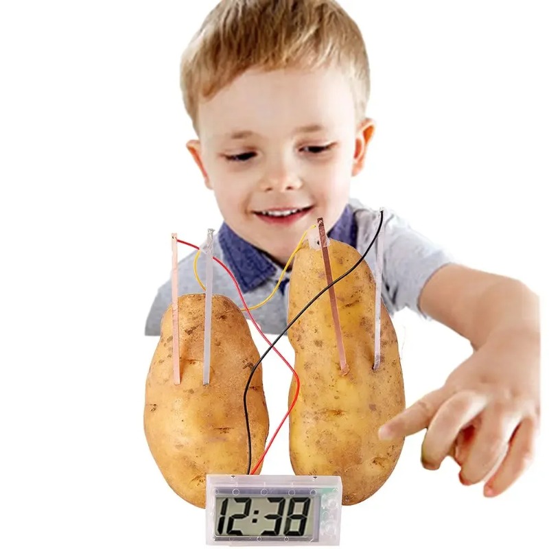New Kid Montessori Toy Fruit P - đánh giá và giá Science Nature