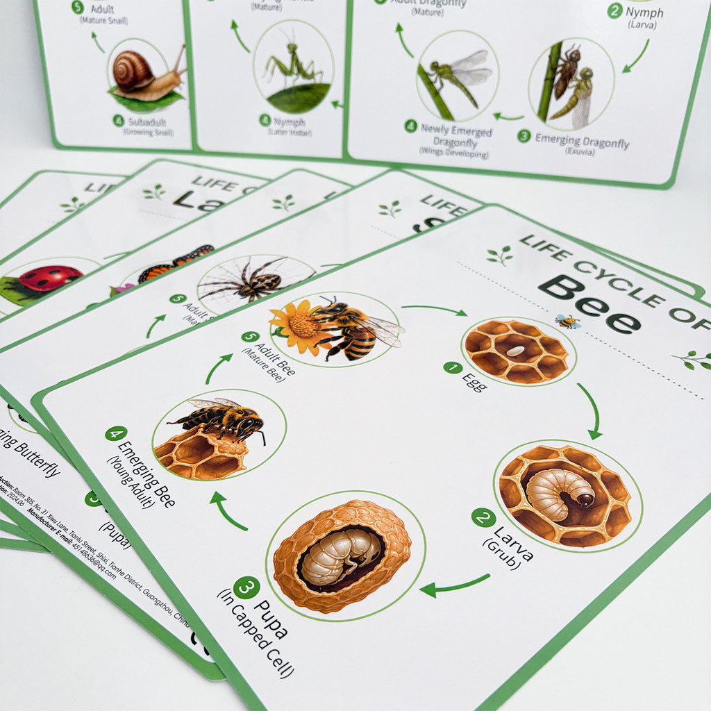 8Pcs Nature Life Cycle Educati - đánh giá và giá Science Nature